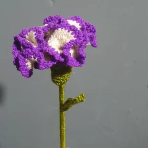 Carnation Flower Purple