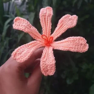 Lewisia Flower