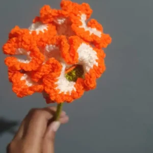 Orange carnation flower